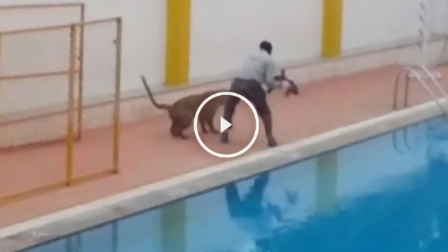 leopardoescuela