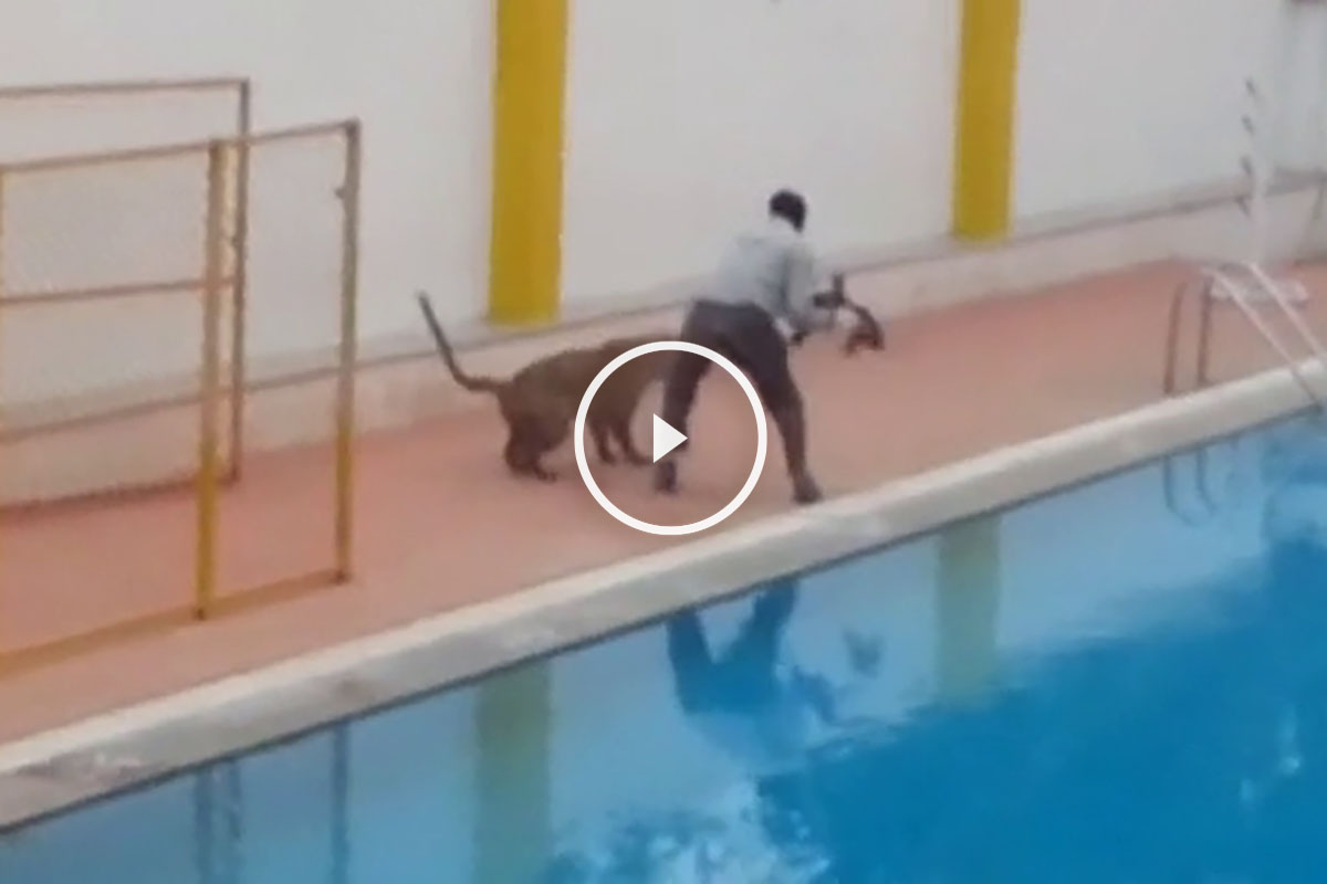 leopardoescuela