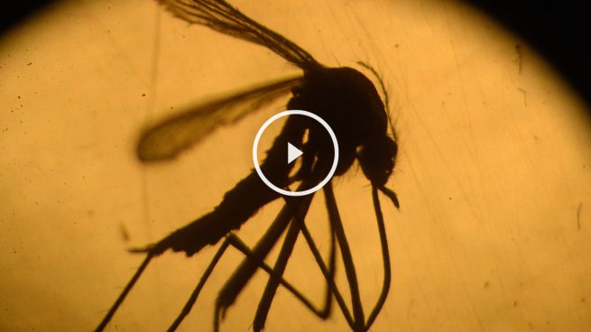 Primer caso en España de mujer embarazada infectada con el Zika