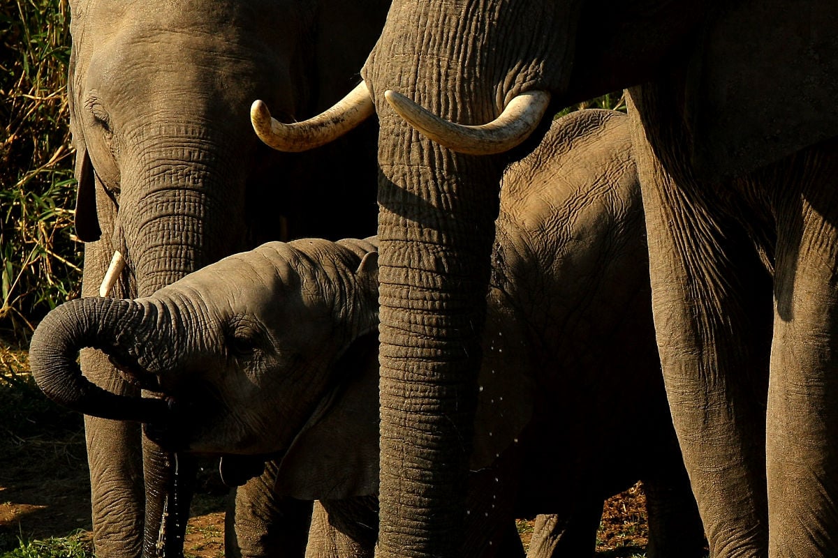 Una familia de elefantes bebiendo agua en África ( Getty).