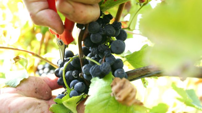 vino