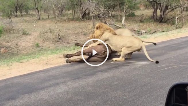 ¿Cómo te quedarías si unos leones cazan y devoran a un búfalo delante de ti?