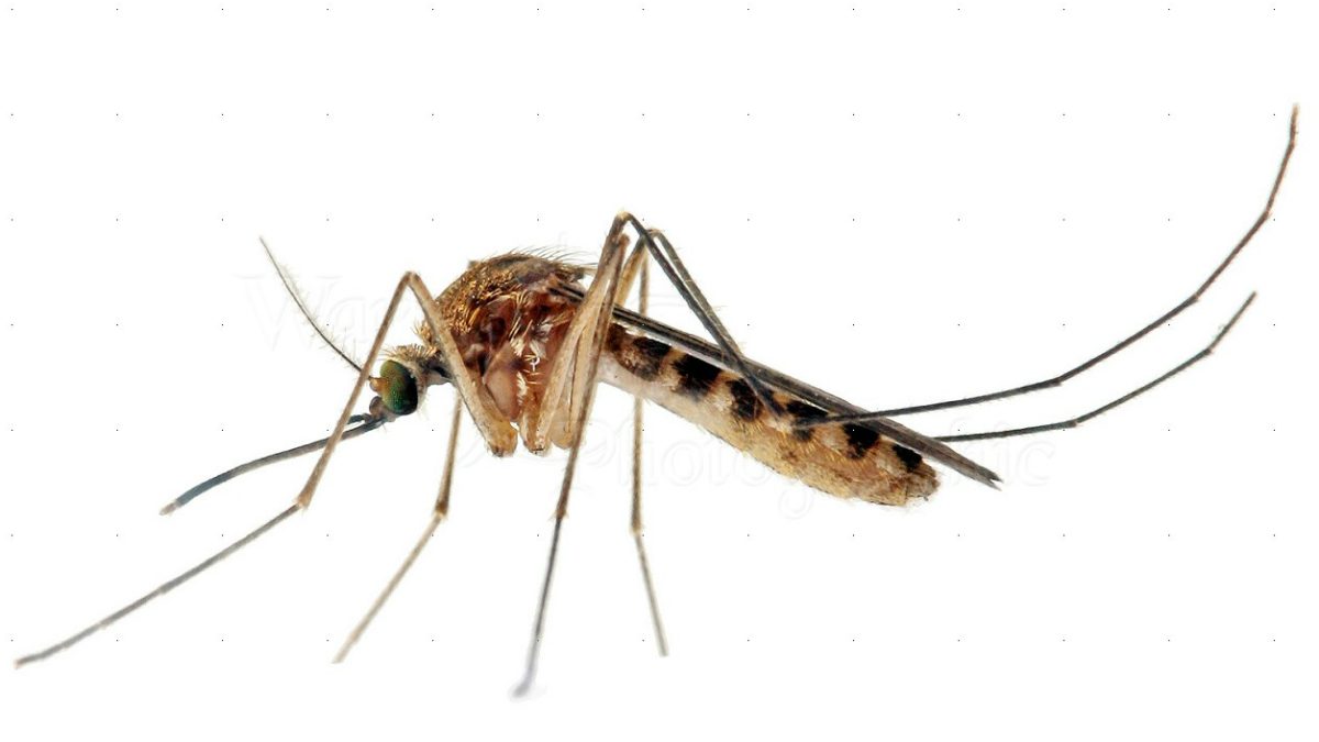 El mosquito Culex, que podría transmitir el Zika.