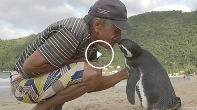 El pingüino con su salvador (Tv Globo)