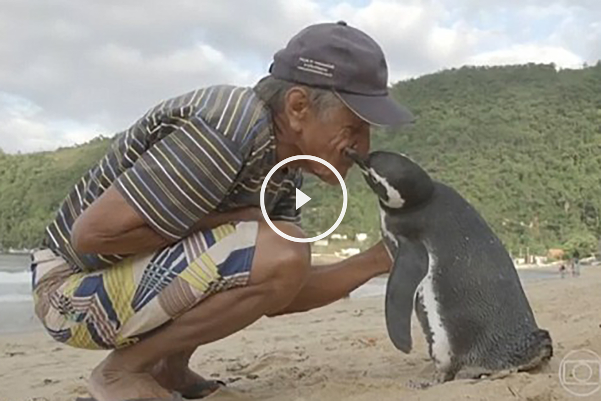 El pingüino con su salvador (Tv Globo)