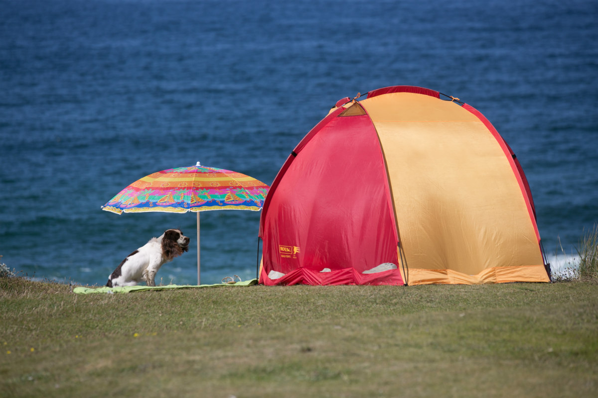 Barcelona destinará una playa para perros este verano