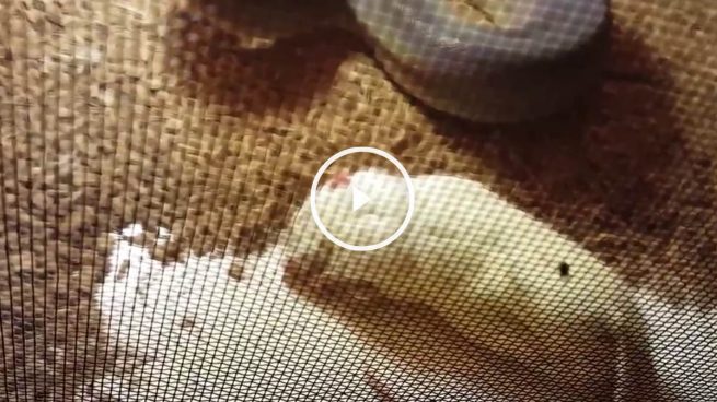 Serpiente mosca