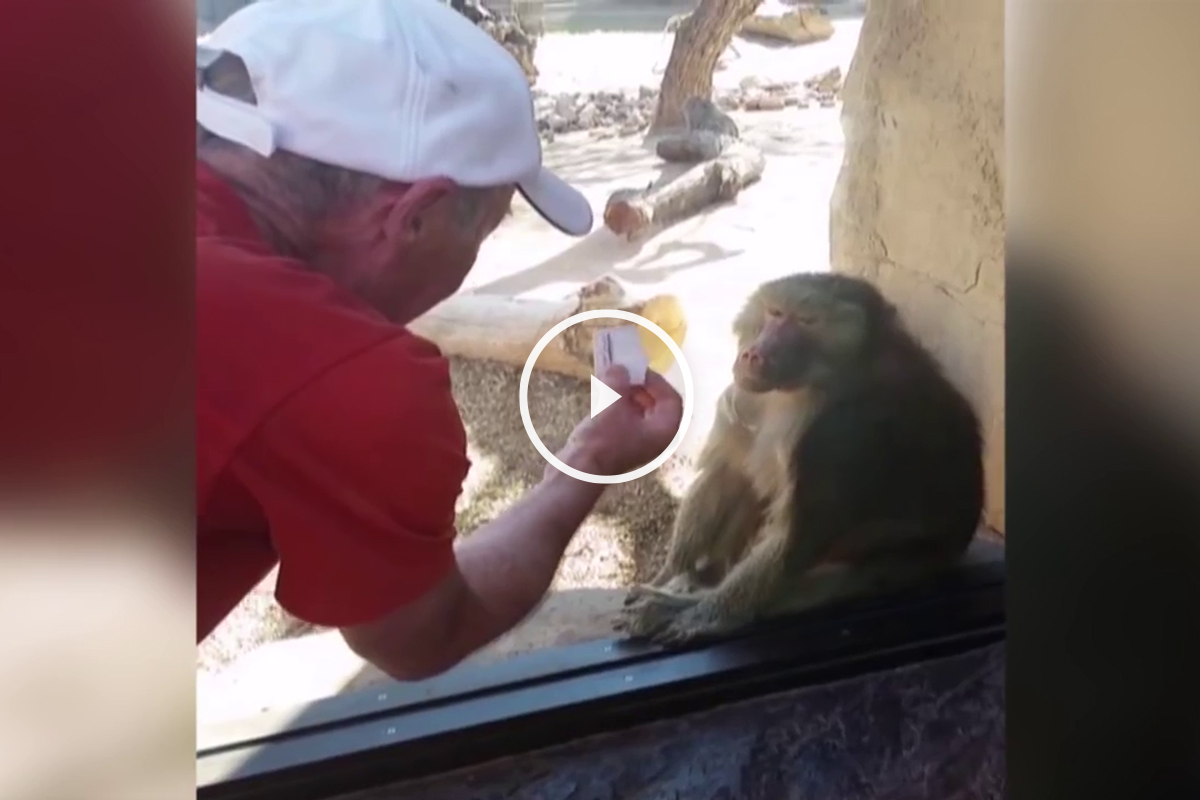 Дразнить обезьяну в зоопарке