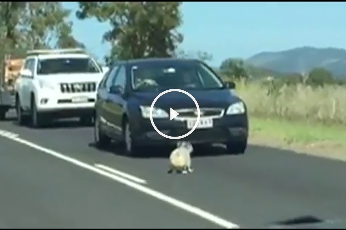 peligro koalas