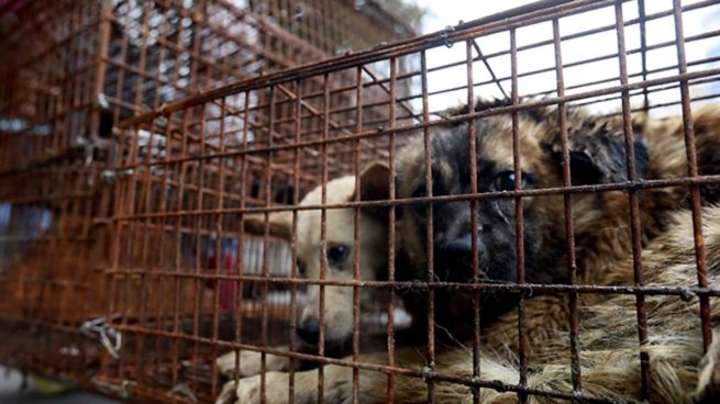 Activistas chinos por los derechos de los animales quieren terminar con los festivales de carne de perro