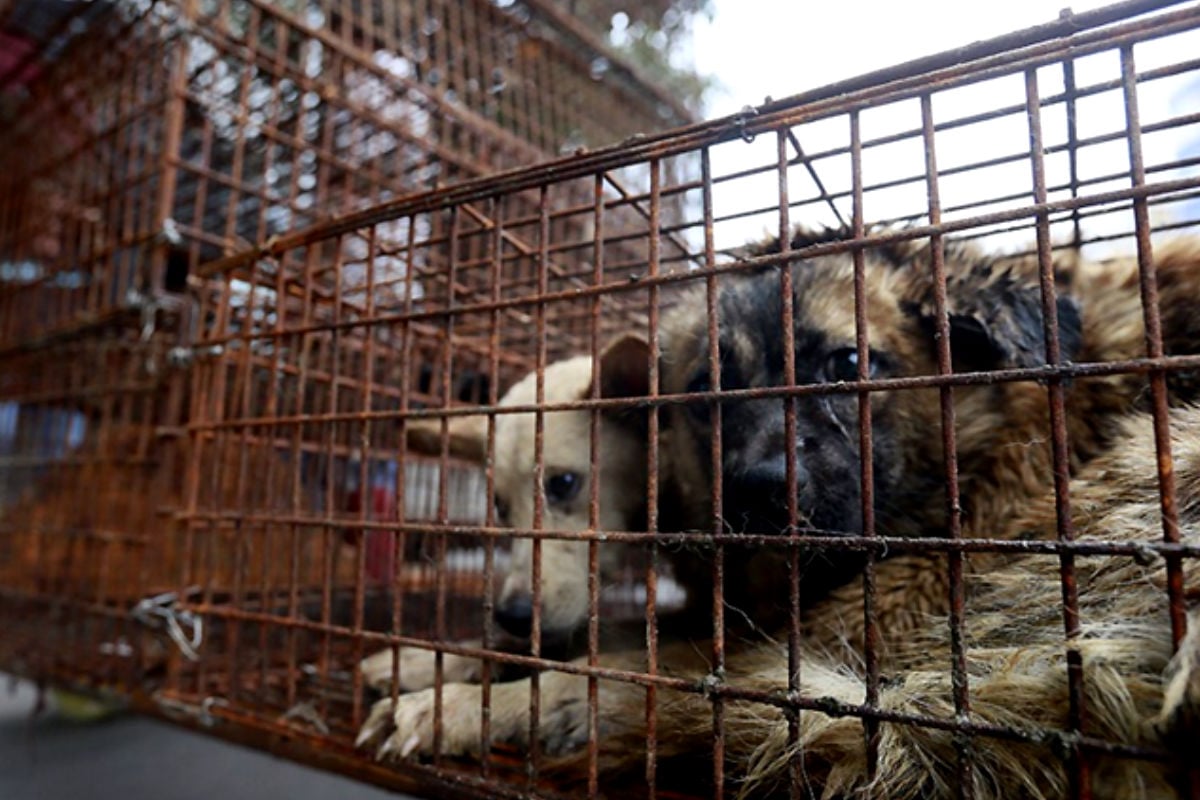 Activistas chinos por los derechos de los animales quieren terminar con los festivales de carne de perro