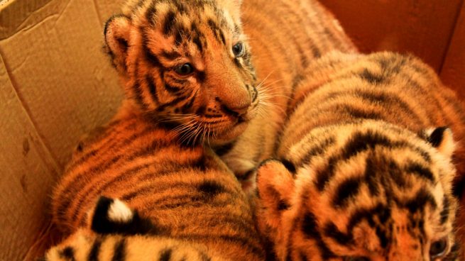 El número de tigres aumenta por primera vez en 100 años