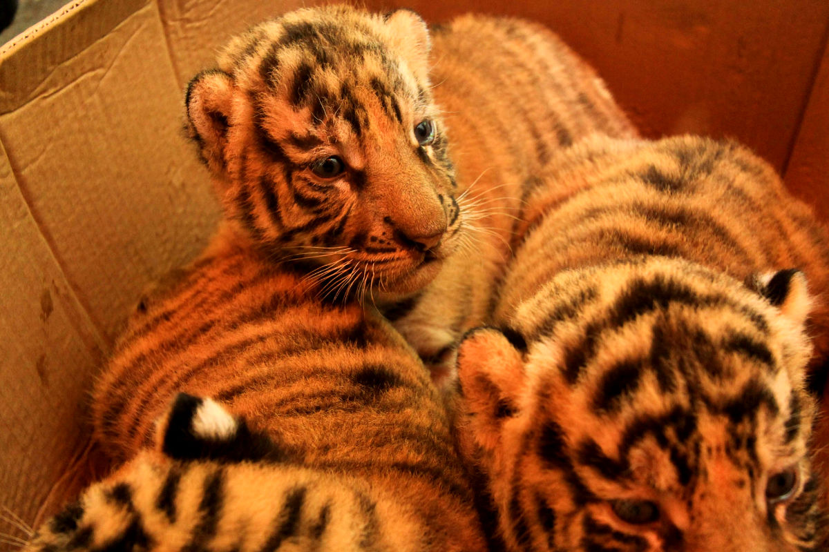 Imagen de unos tigres recién nacidos en la India.