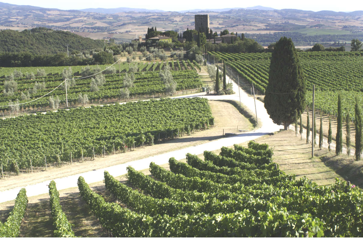 Viñedo en Burdeos (Foto: igetty)