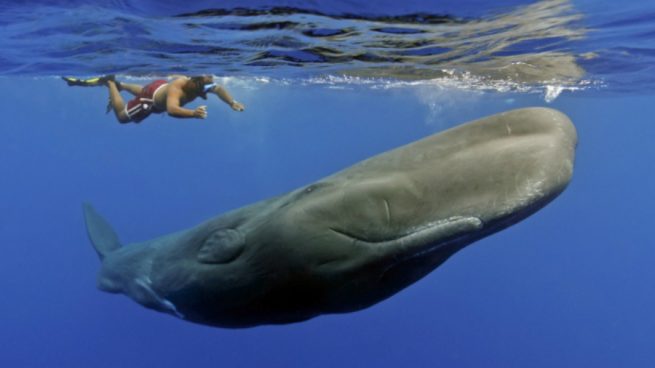 Facebook: Una mujer se encuentra con un curioso cachalote en el mar