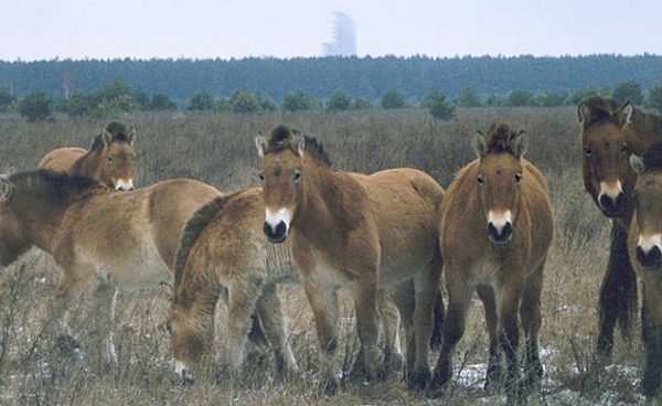 Chernóbil se convierte en una importante reserva de animales salvajes