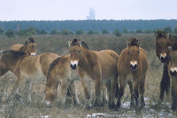 Varios caballos salvajes pastan en la zona de exclusión de la central nuclear de Chernóbil. (Foto: Discovery).