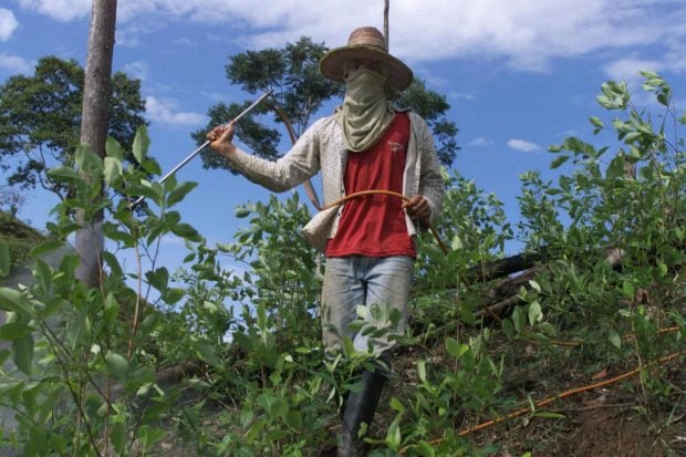 colombia-coca