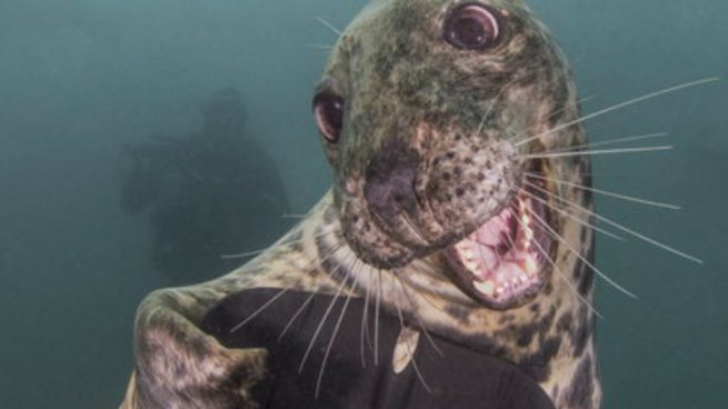 Una foca sonriente gana el premio anual de fotografía submarina