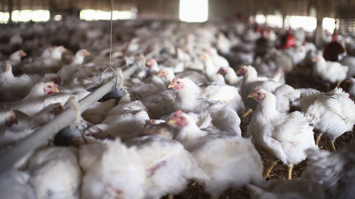 La avícola es una de las principales industrias en Estados Unidos. (Foto: AFP)