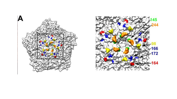 Reproducción infográfica del enterovirus A71.  (JVI)