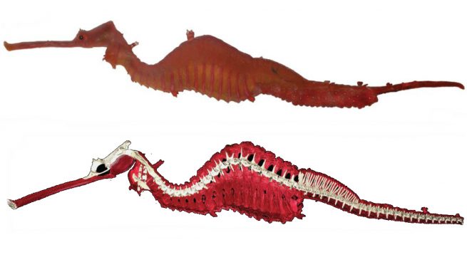 Entre las especies descubiertas en 2015: un rape muy feo y un caballito de mar color rojo rubí