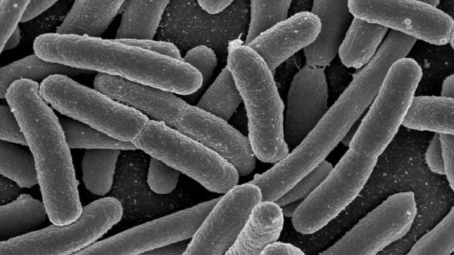 Hallada en EEUU una bacteria multirresistente «de pesadilla»