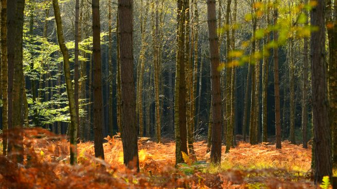 Bosque en Reino Unido (Foto: GETTY).