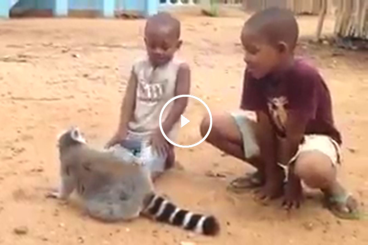 lemurplay