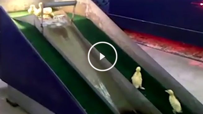 patitos tobogan