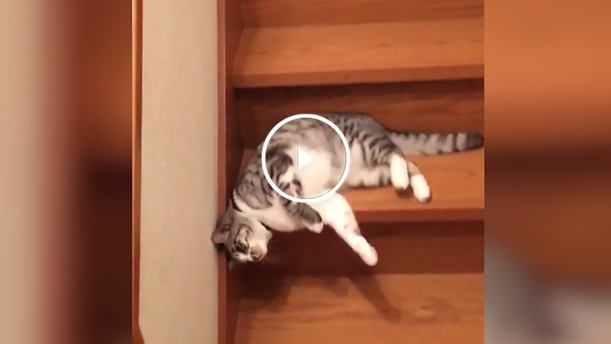 Un gato bajando tumbado la escalera