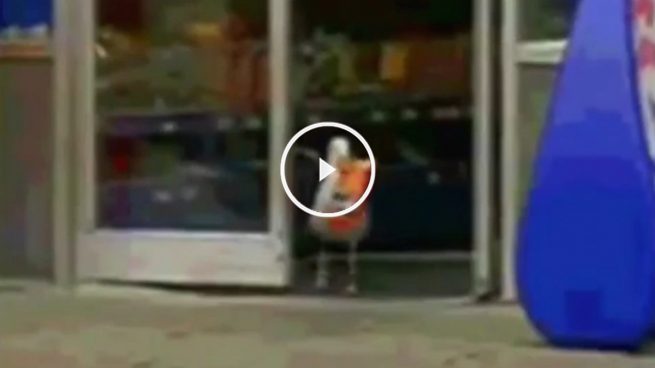 Echenique se mofa del PP con un vídeo de una gaviota ladrona