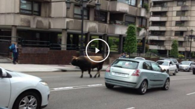 Oviedo amanece con un toro transitando por sus calles