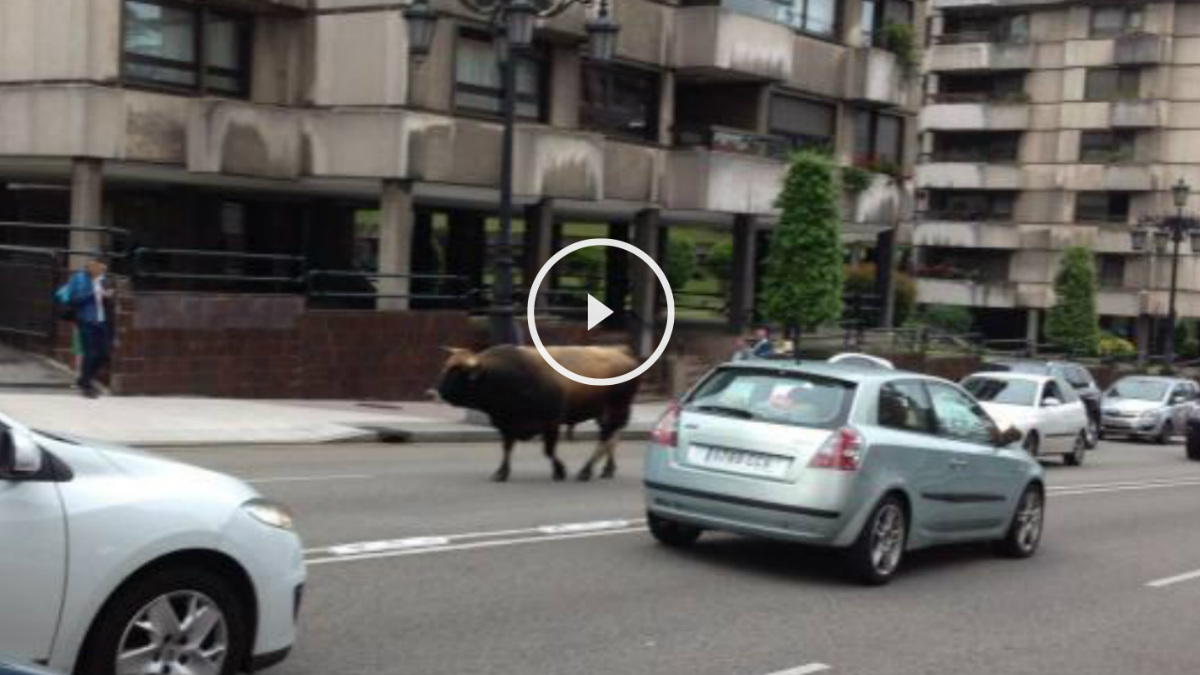 Un toro extraviado deambulando por calles de la capital de Asturias, Oviedo.