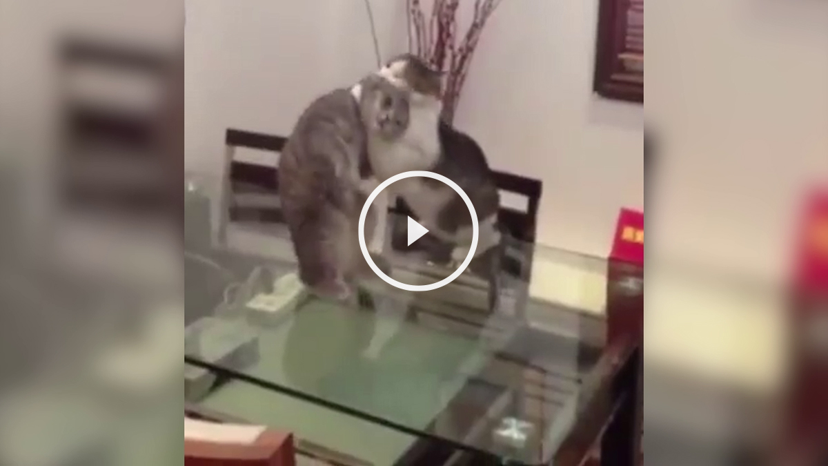 gato artes marciales