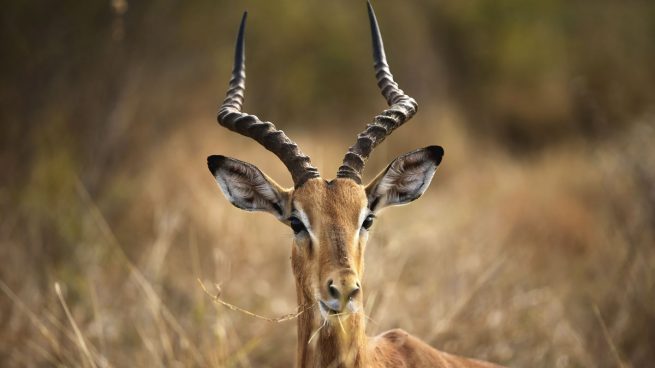 impala-krugger-national-park