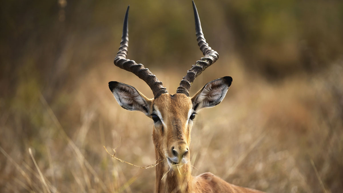 Un impala en el Parque Nacional de Kruger. (Foto: Getty)