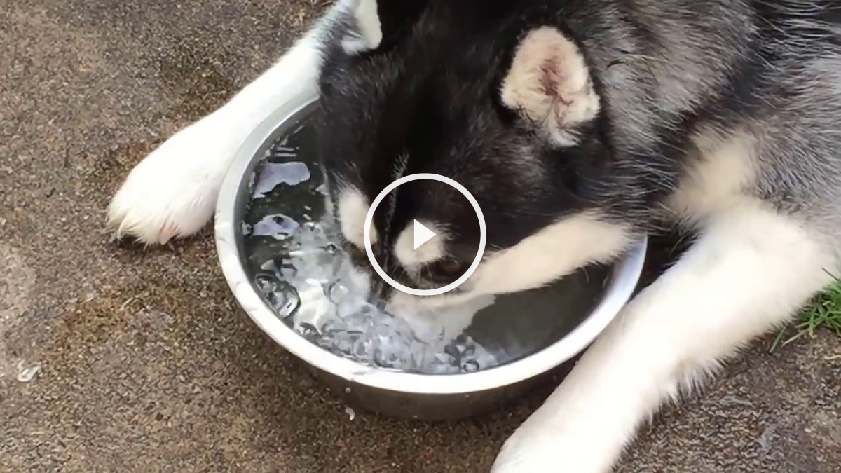 husky-burbujas