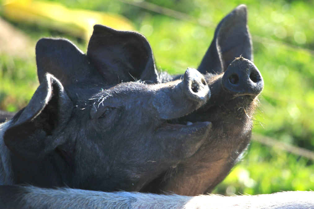 Cerdos en la dehesa (Foto: istock)