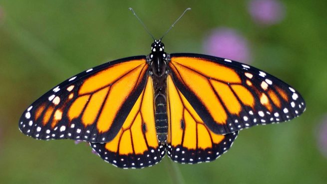 Mariposa-monarca