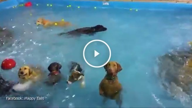 perro-piscina