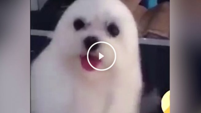 ¿Es un perro o una foca?