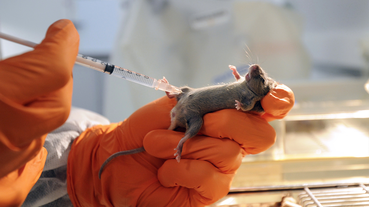 Peter Noble, jefe de la investigación, realiza sus trabajos sobre ratones y peces. (Foto: AFP)