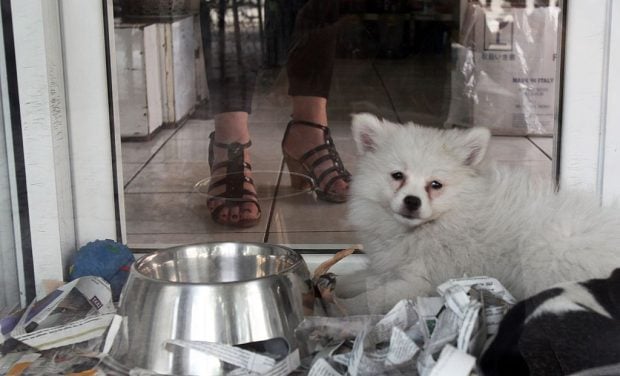 Imagen de archivo de un perro en una tienda de mascotas. (Foto: GETTY)