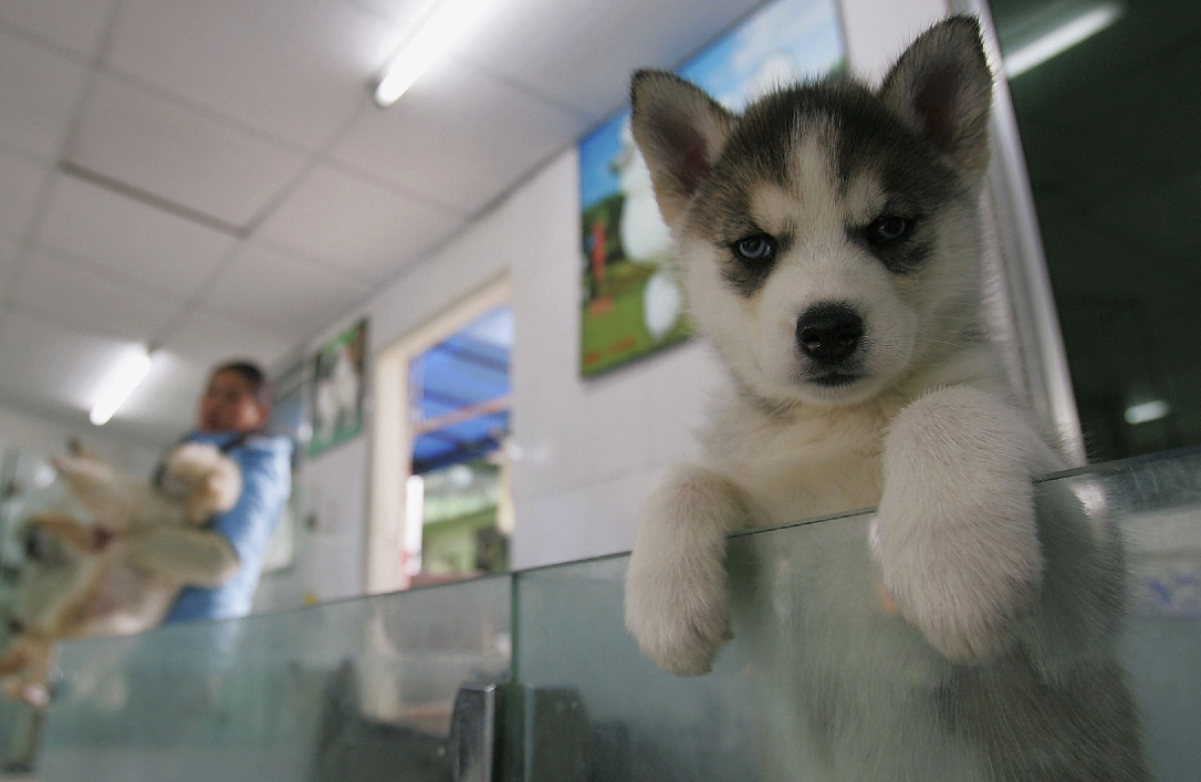 Los perros dejarán de estar presentes en las tiendas de mascotas de Madrid. (Foto: GETTY)