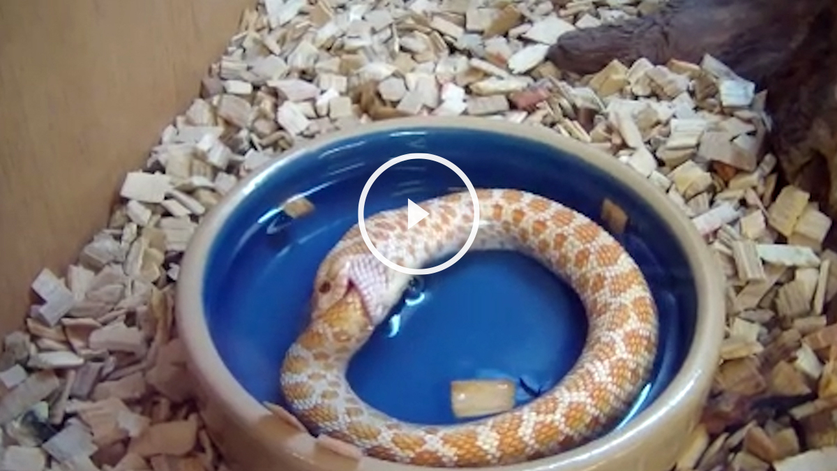 Serpiente albina comiéndose a sí misma