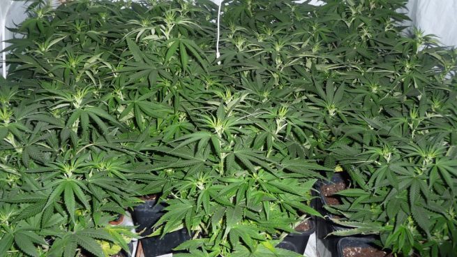 El cultivo de marihuana en Granada aumenta en 500 millones € la factura de la luz de los españoles