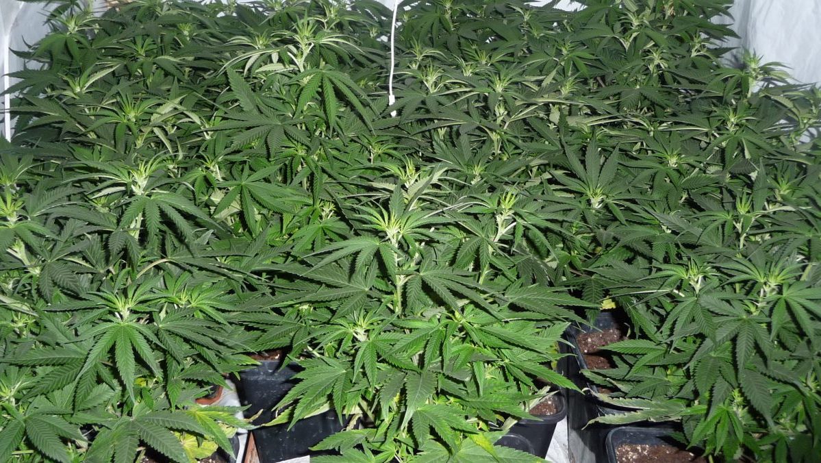 Plantación de Marihuana