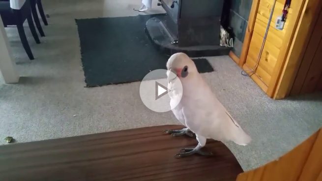 cacatua