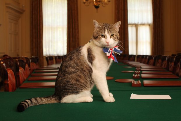 larry-gato-downing-street-cameron